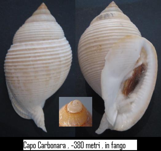 conferma Galeodea rugosa freak